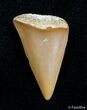 Small Fossil Mako Tooth - Western Sahara Desert #2847-1